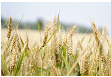  Field Crops