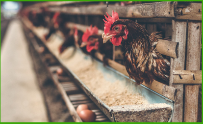  Poultry